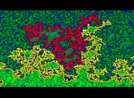 La marche aléatoire de particules sur un réseau carré d'un plan permet d'étudier le phénomène de la diffusion bidimensionnelle. Des amas de particules se créent et leur topologie peut varier brutalement et de façon macroscopique au cours du temps suite au déplacement élémentaire de l'une des particules -marquée en blanc sur cette image- 